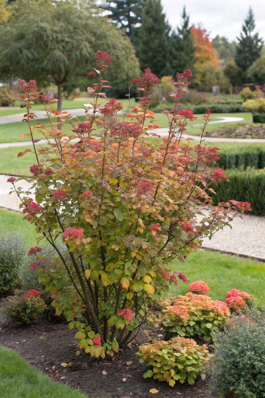 Ninebark's colorful foliage and red seed heads adding year-round interest.