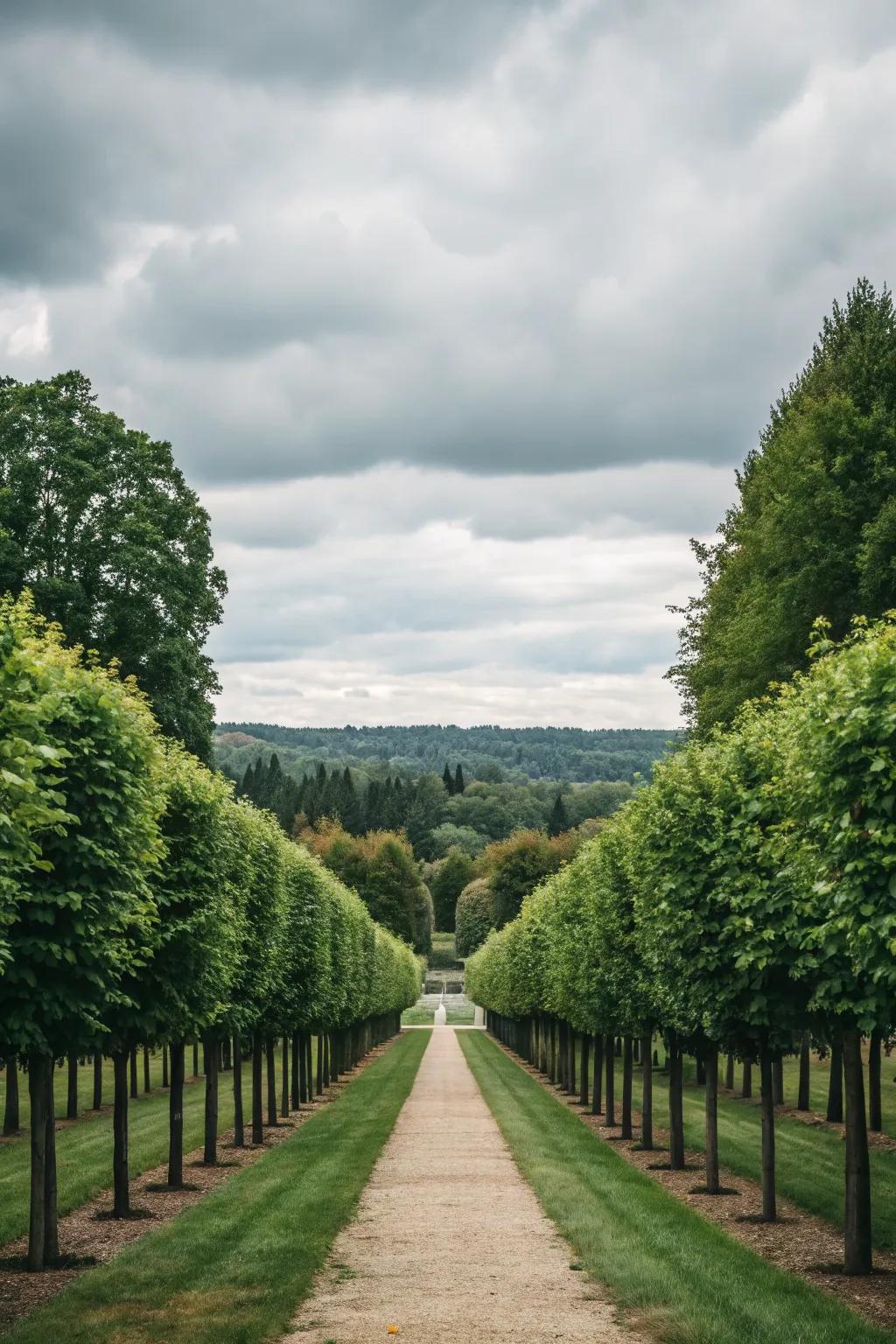 Visual axis created with rows of trees