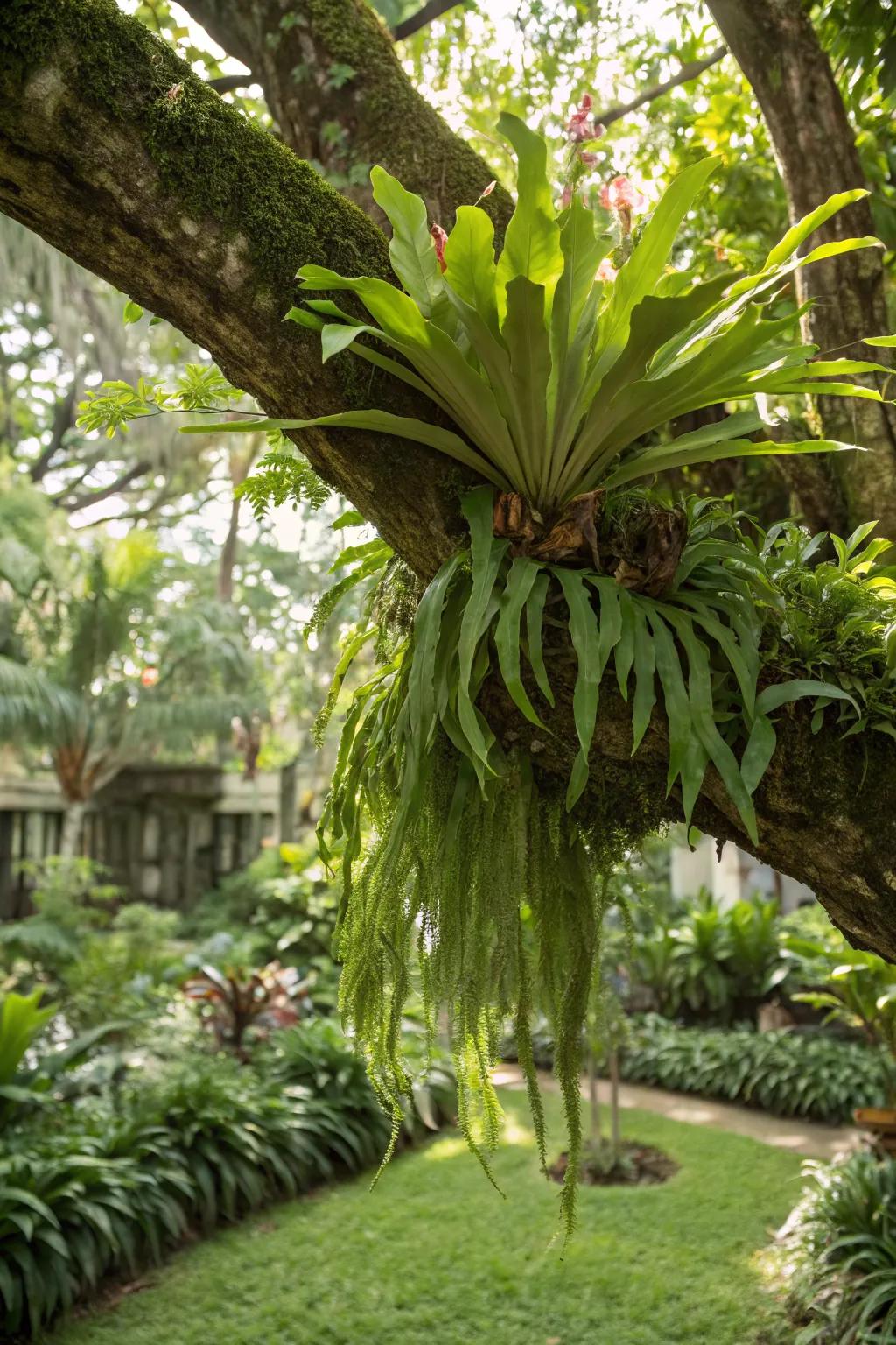 Add whimsy to your garden with a staghorn fern hanging from a branch.