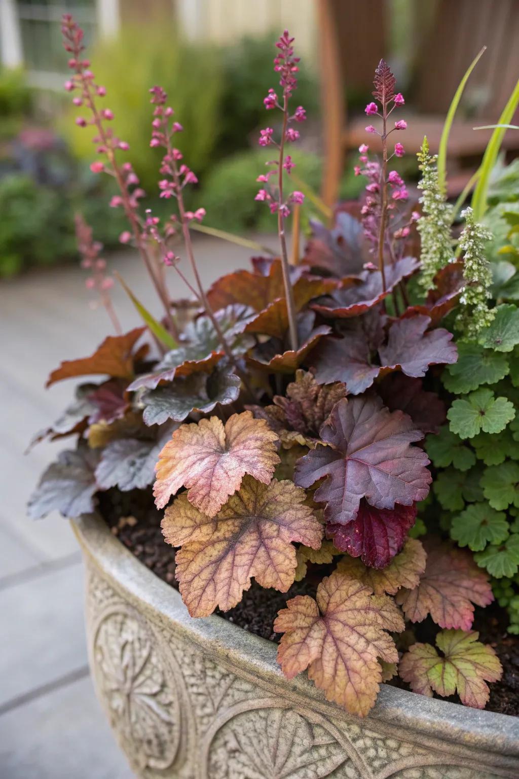 Heuchera adding a colorful and textured filler.
