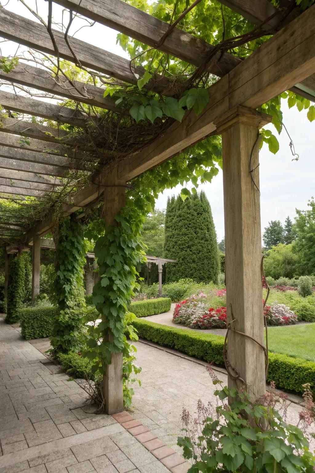 A pergola trellis combo creates a stunning outdoor room with climbing plants.