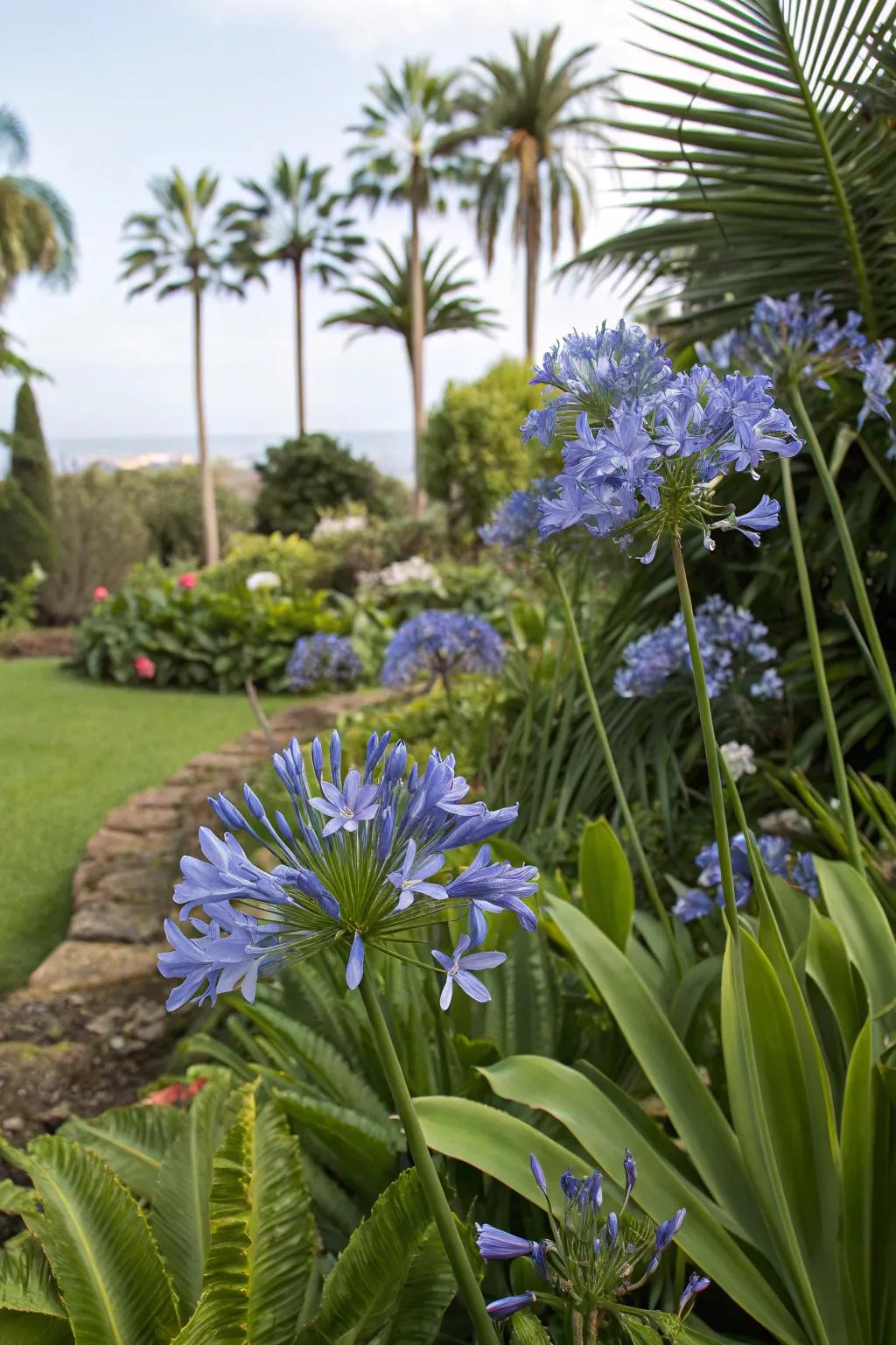 Discover surprising plant combinations with agapanthus.