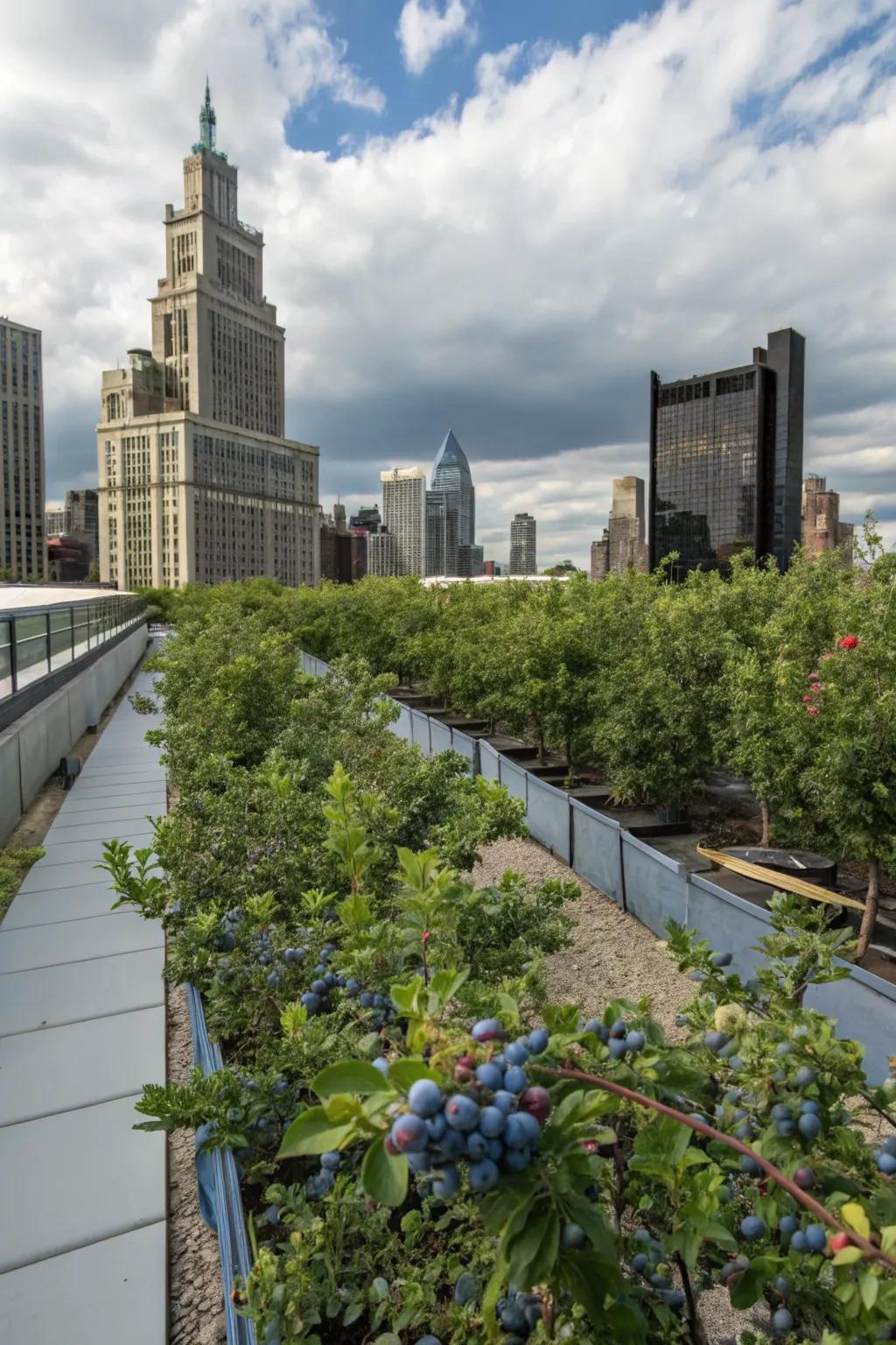 An urban rooftop oasis with lush blueberry plants.