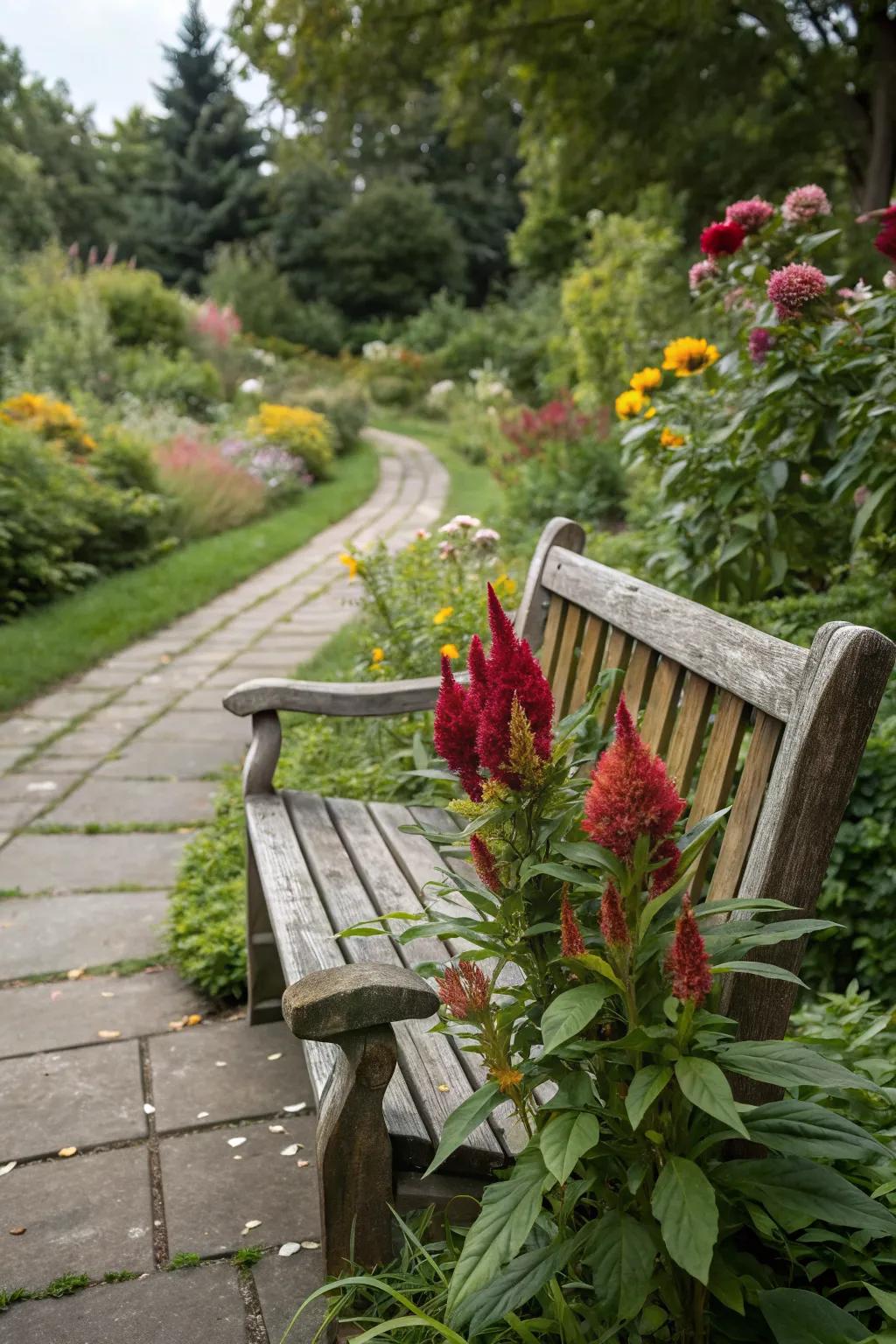 A garden bench planter offers a unique way to display celosia.