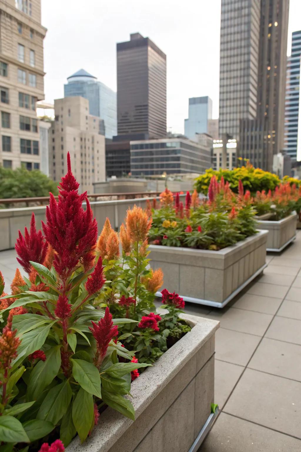 Celosia brings a splash of nature to urban garden settings.