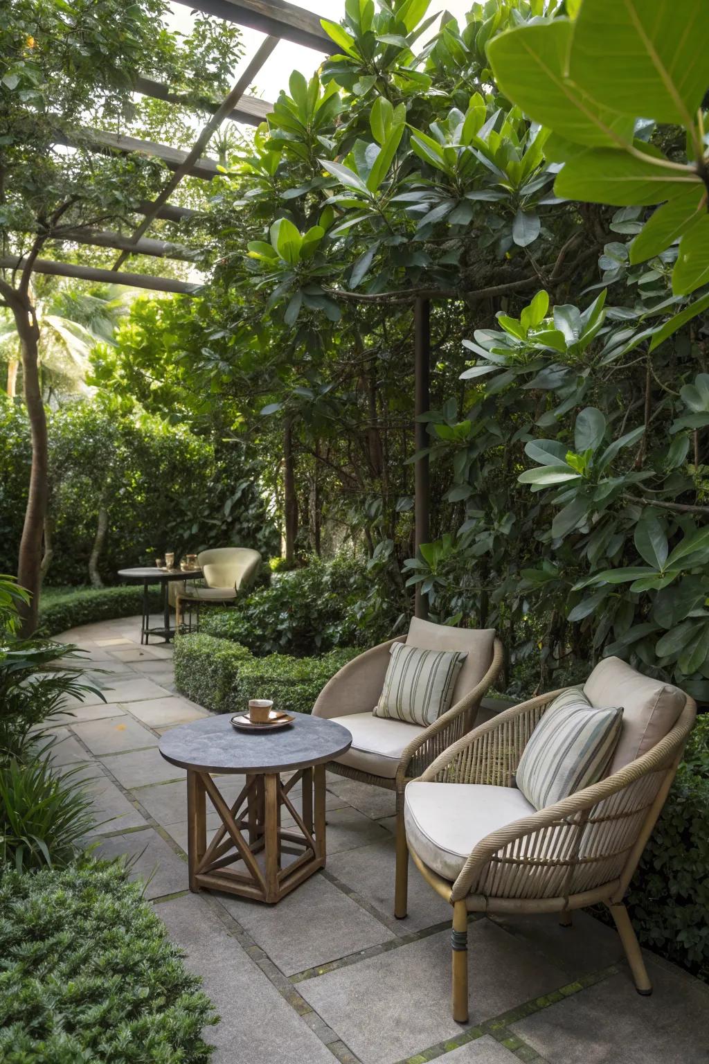 Clusia plants provide natural shade for garden retreats.