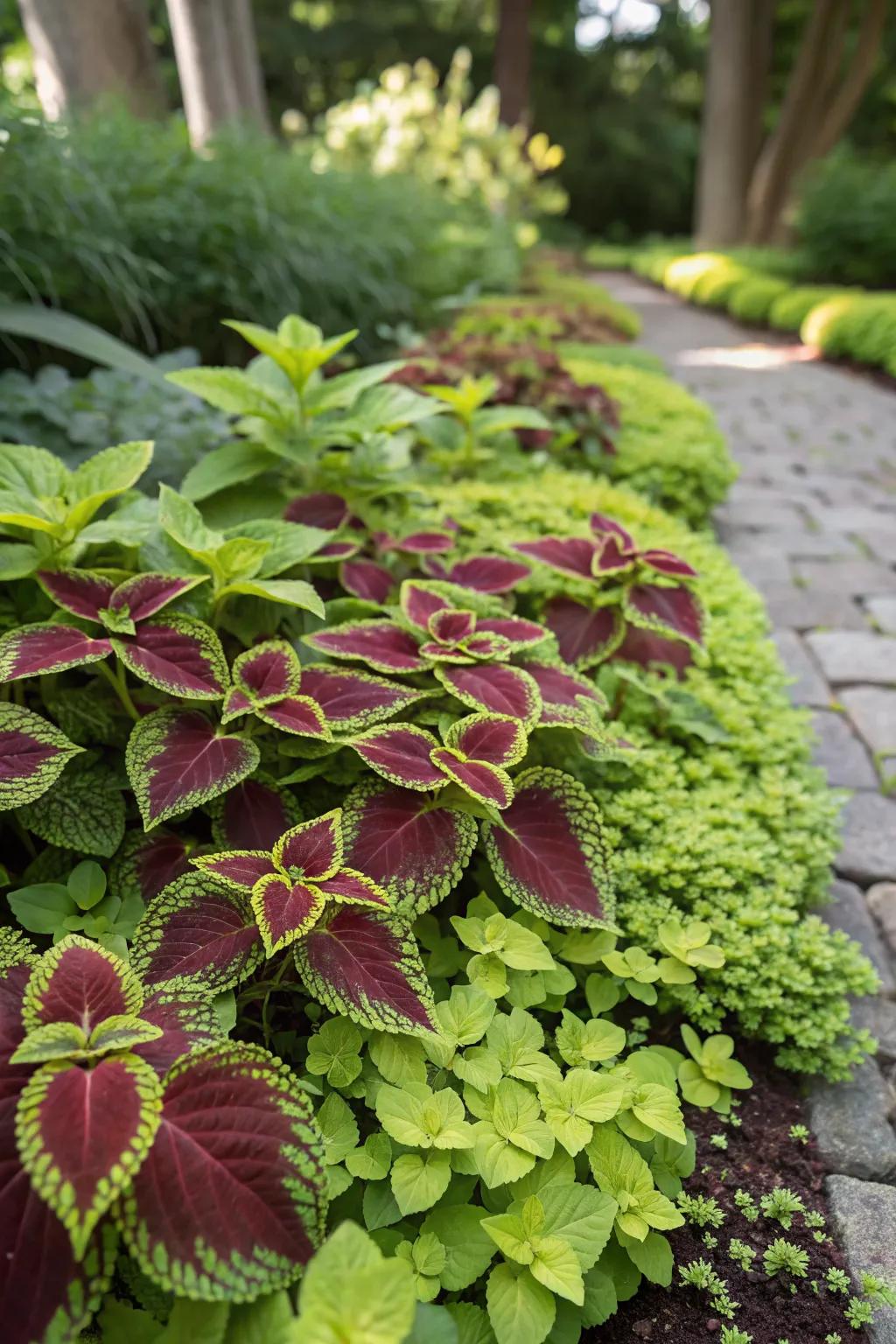 Lush Carpet Effect with Coleus and Groundcovers