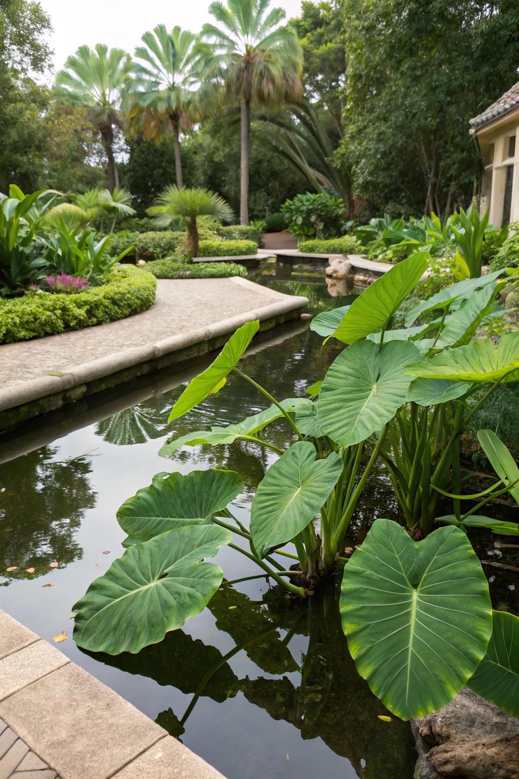 Enhance your pond's beauty with a vibrant elephant ear border.