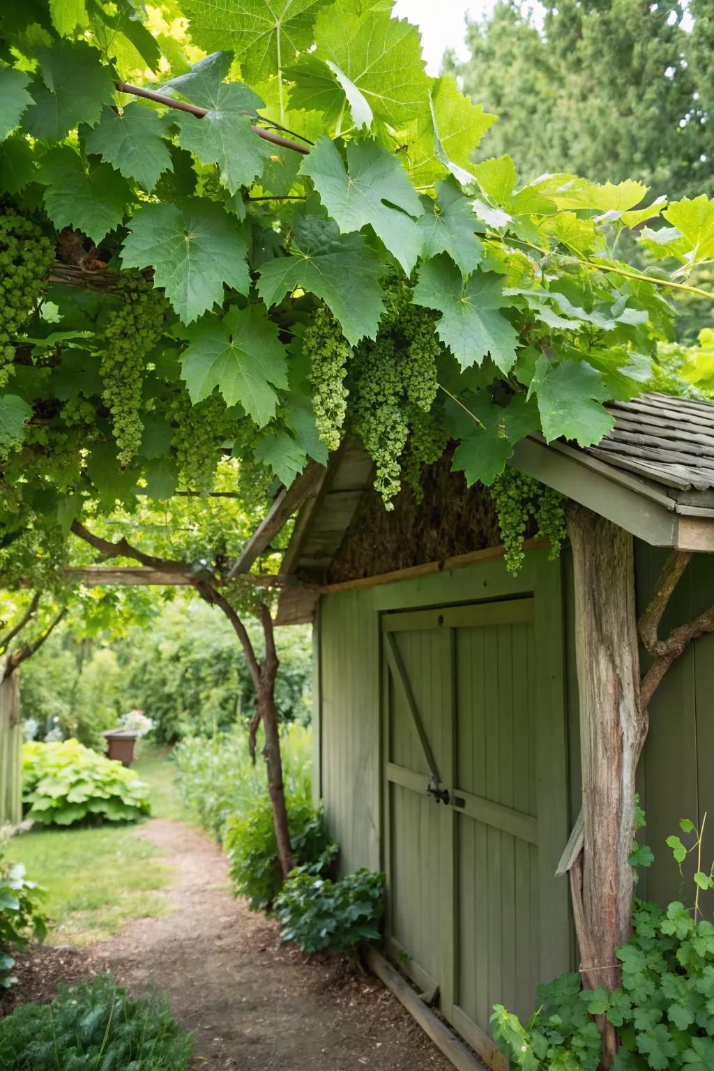 A green roof of grapevines is both beautiful and eco-friendly.