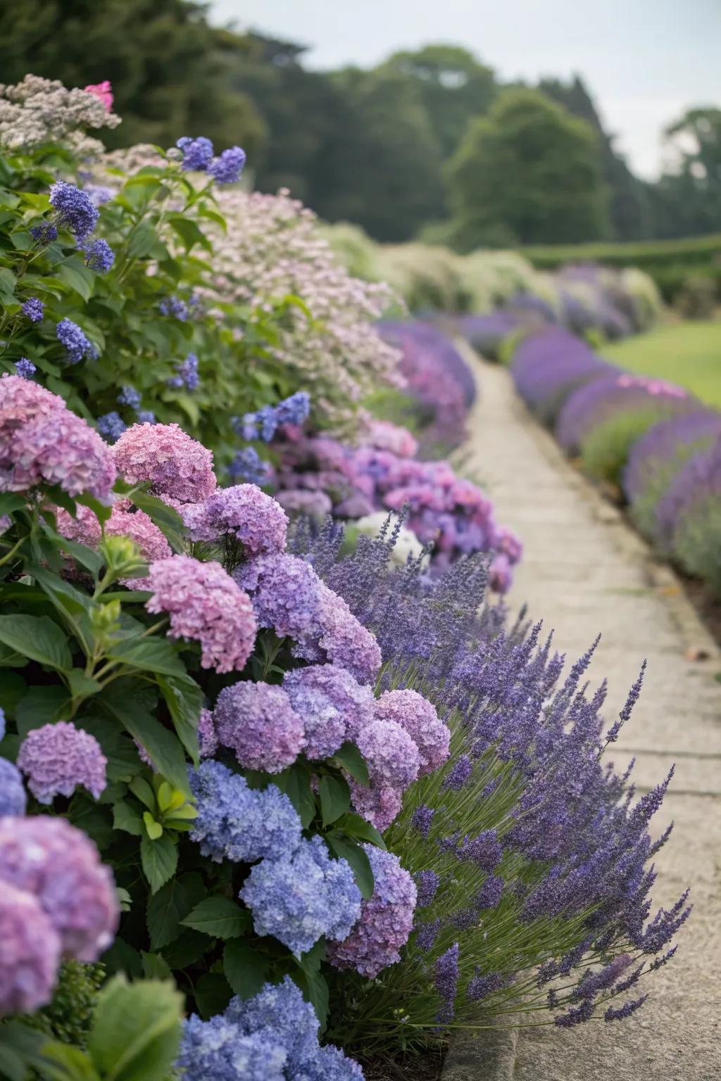 Hydrangeas and lavender create a harmonious blend of colors and scents in the garden.