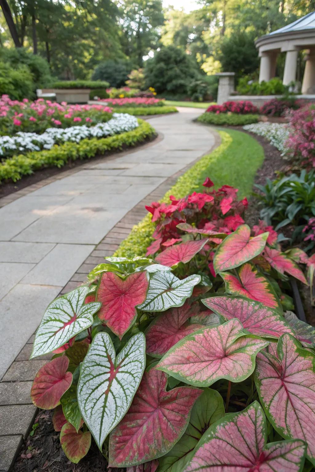 Enjoy year-round beauty with caladiums’ seasonal changes.