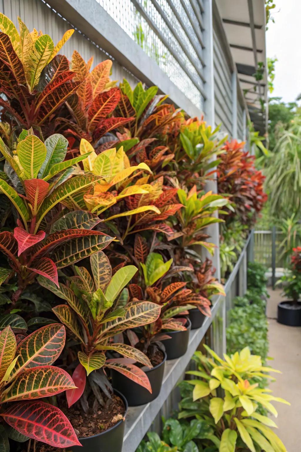 Mammy Crotons creating a vibrant vertical garden display.