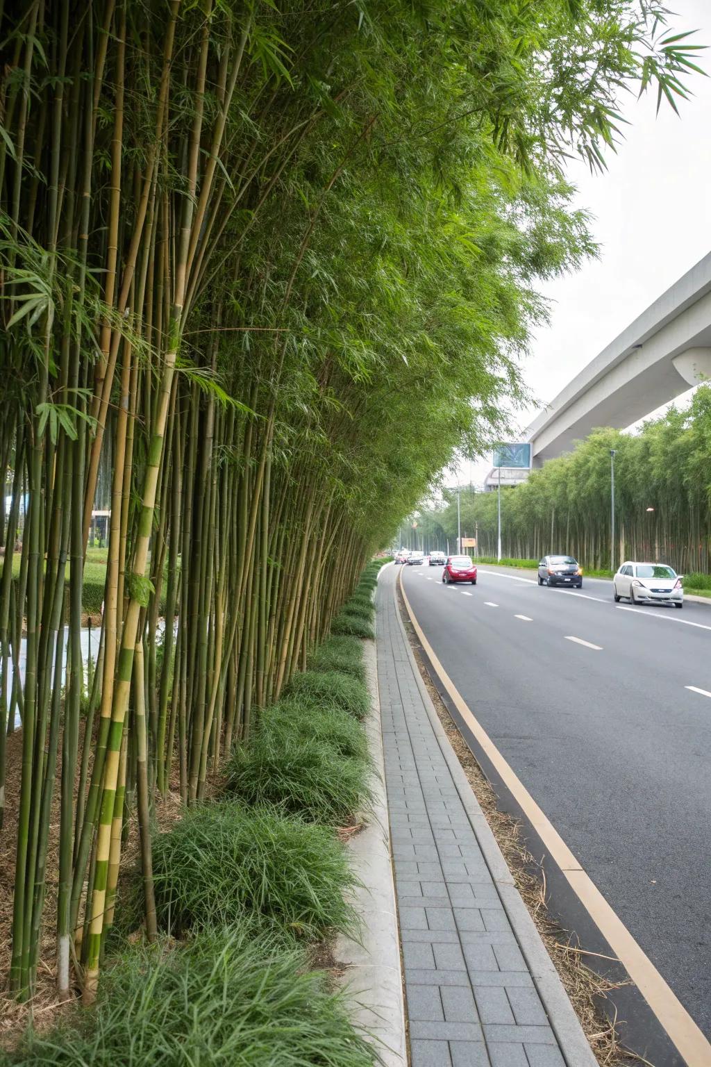 Bamboo provides an elegant and modern landscape.