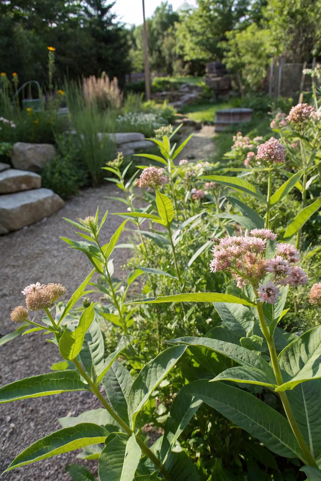 A climate-conscious garden with resilient milkweed.