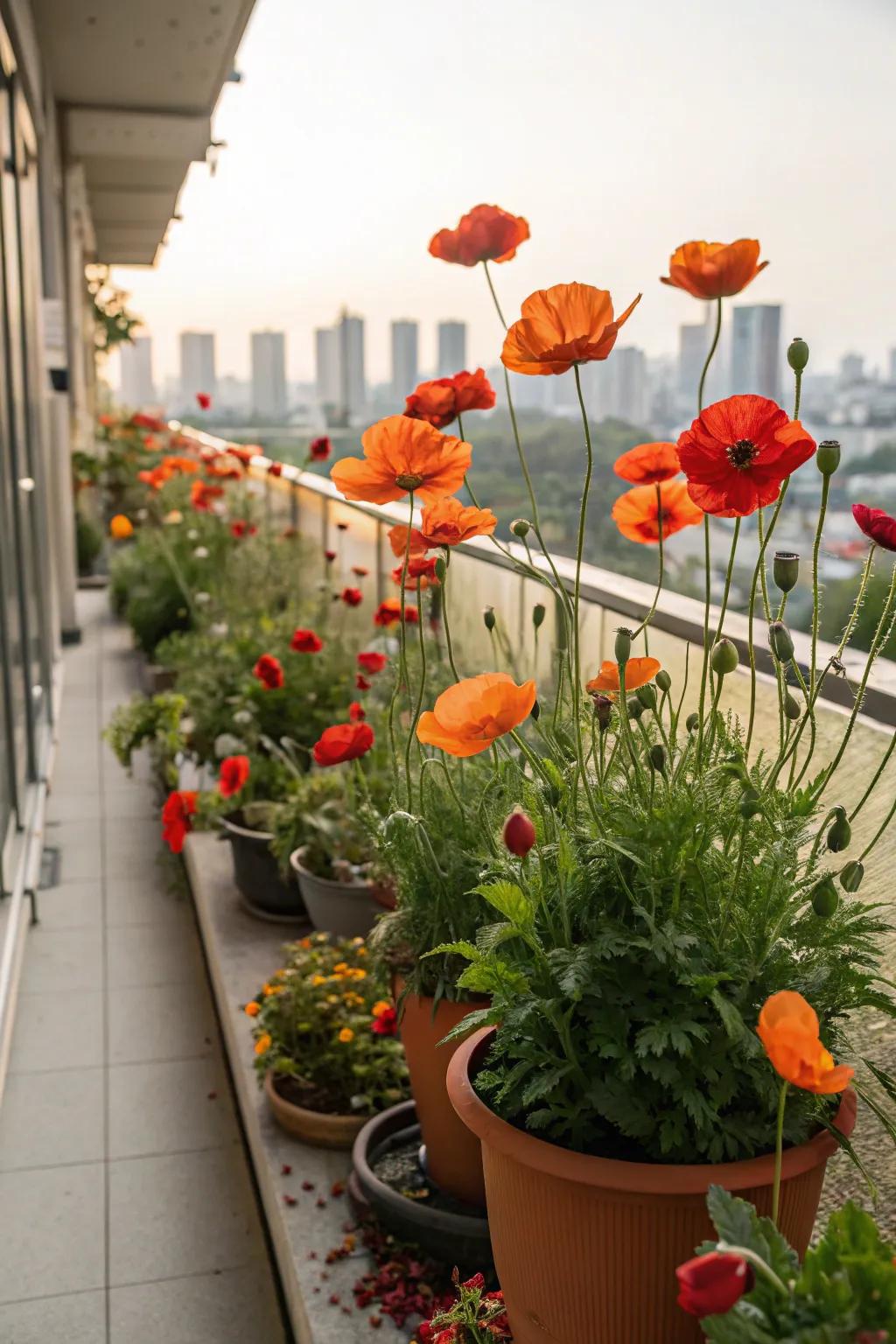 A bright and cheerful balcony garden featuring potted poppies.