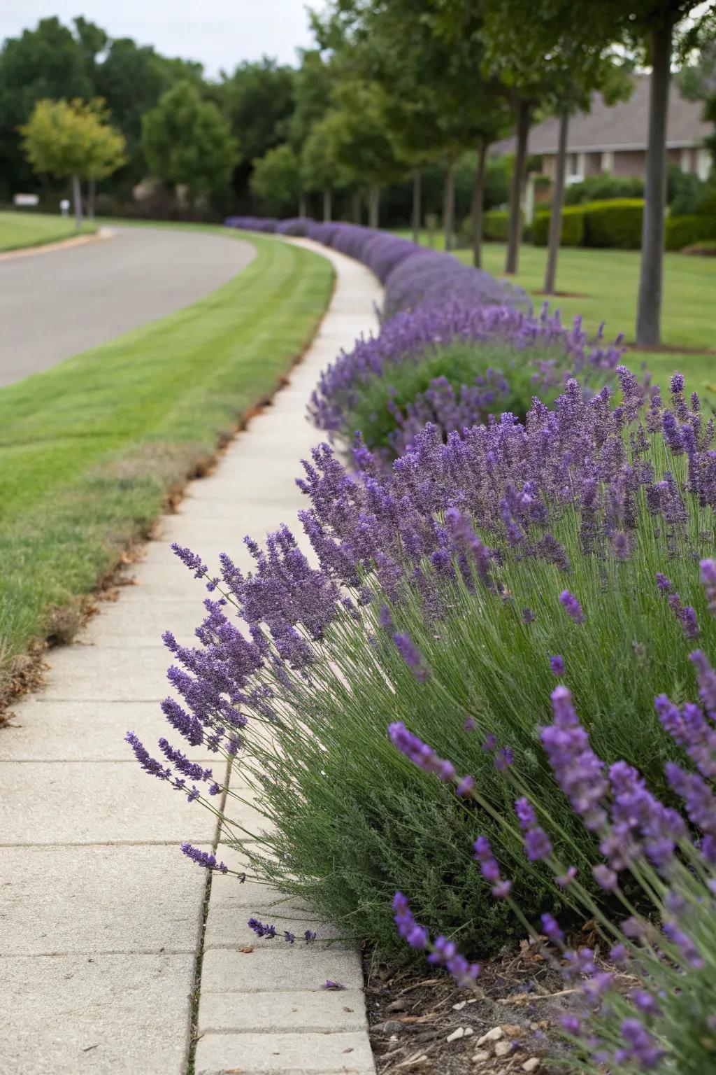 Lavender rows add fragrance and color.