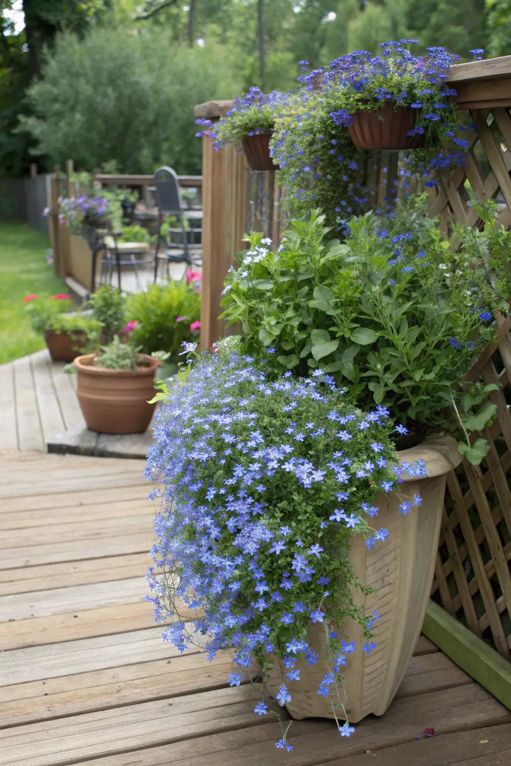 Trailing lobelia offering a serene blue spill.