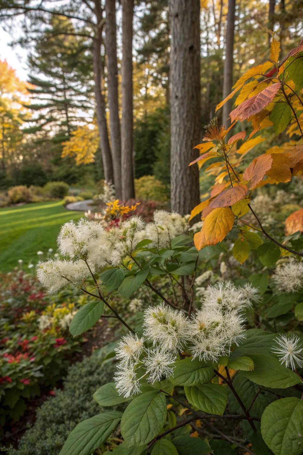 Witch alder adds seasonal interest with its blooms and fall colors.