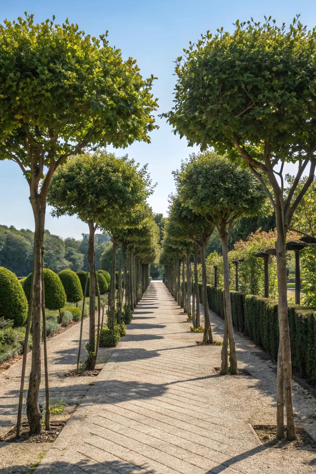 Tree-lined pathways add charm and structure to your garden.