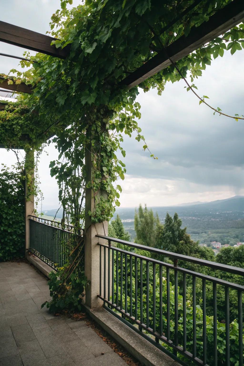 A trellis can offer both beauty and privacy.