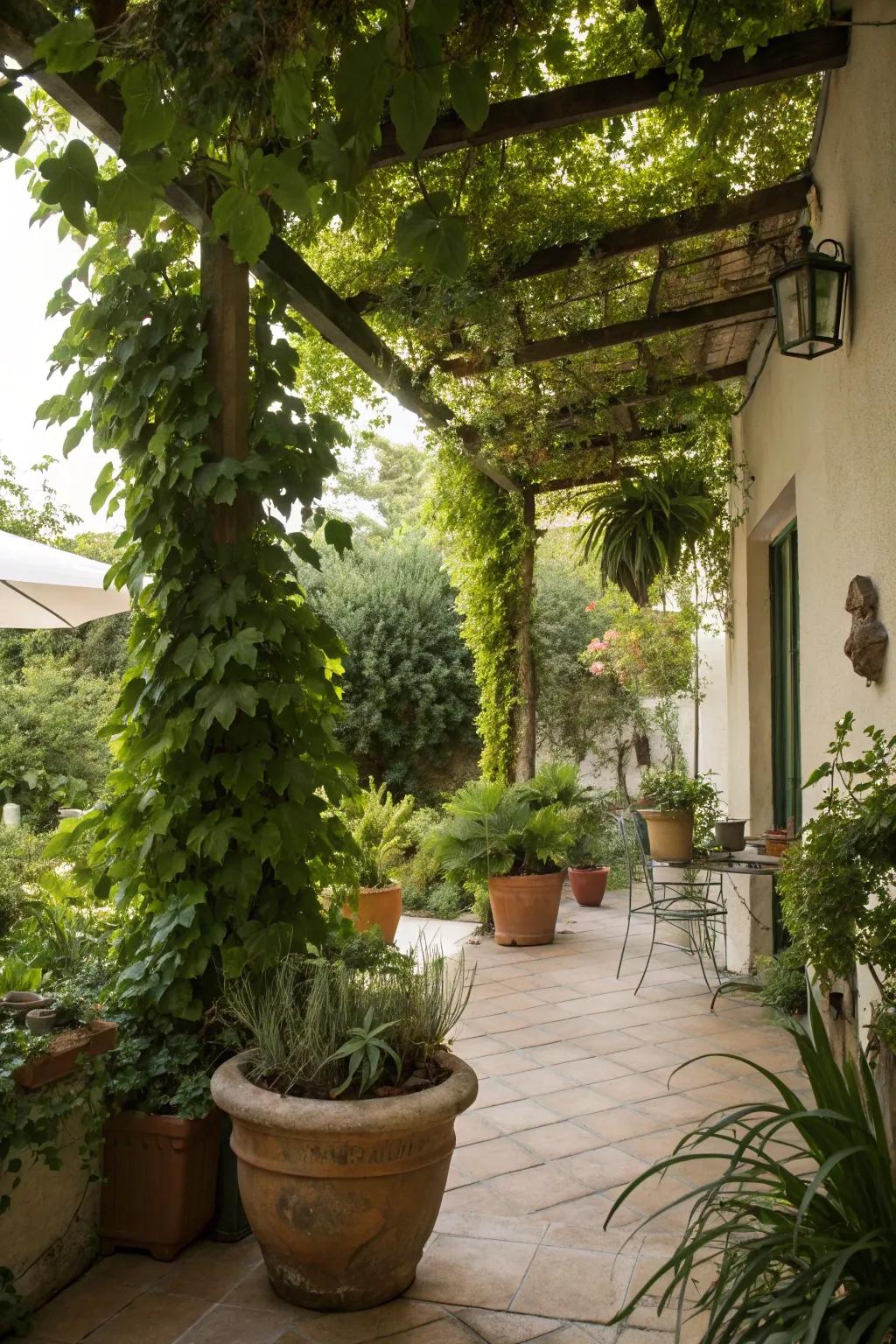 A patio transformed into a green oasis with lush plants