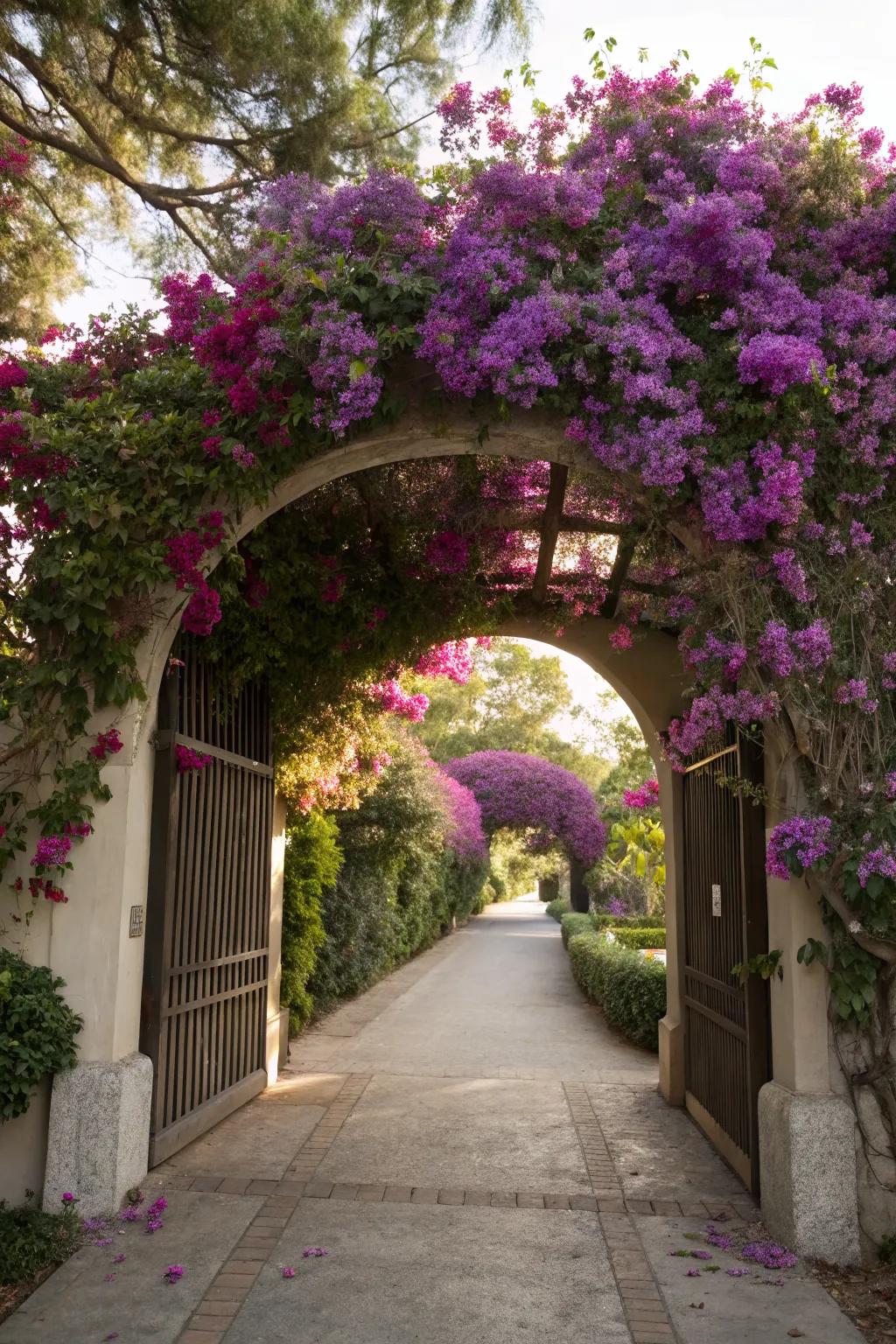 Step through a bougainvillea archway into a world of color.