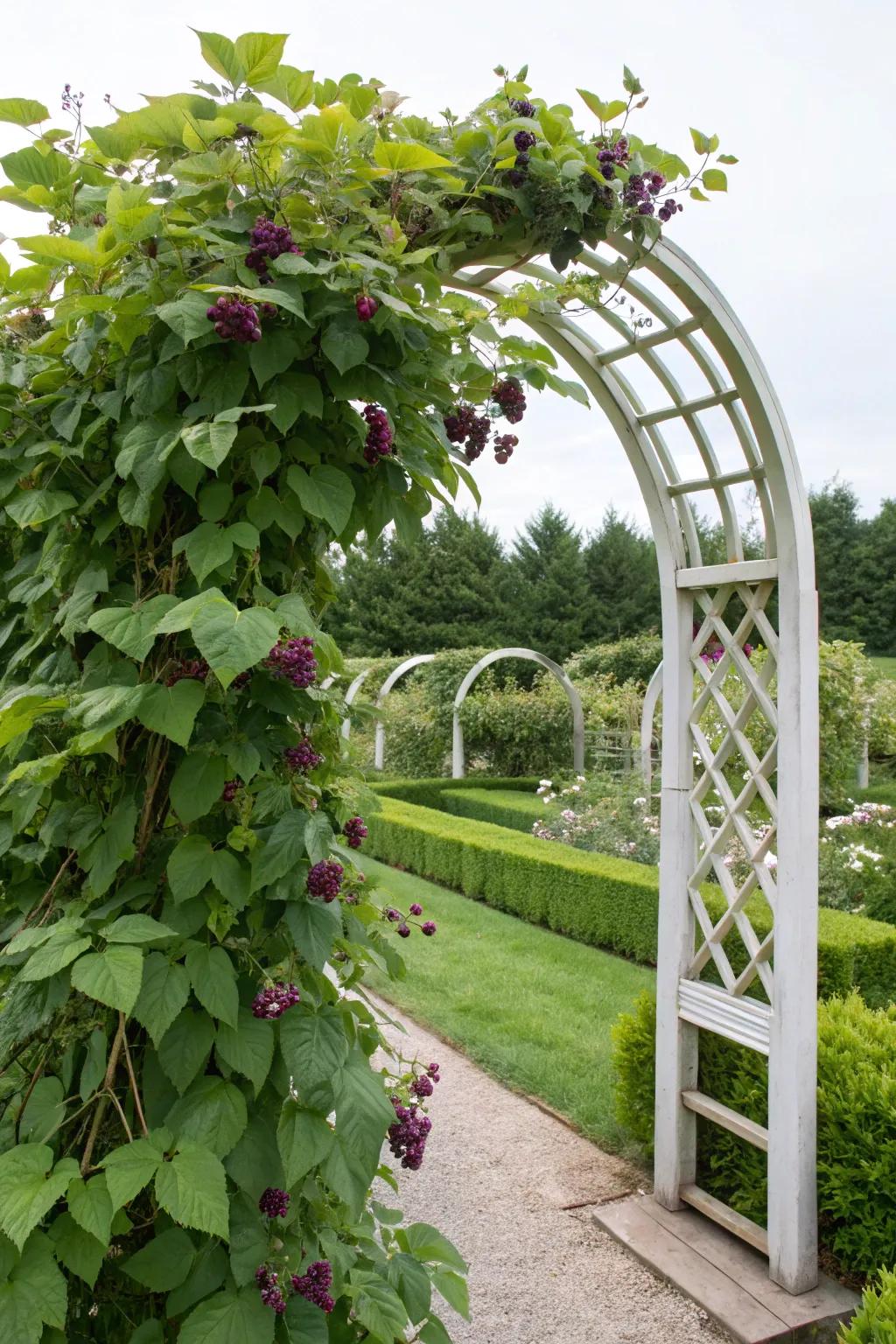 Arched trellises enhance your garden's beauty while supporting your berries.