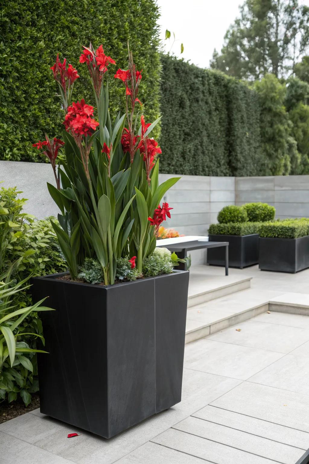Black containers provide a modern contrast to the fiery colors of canna lilies.
