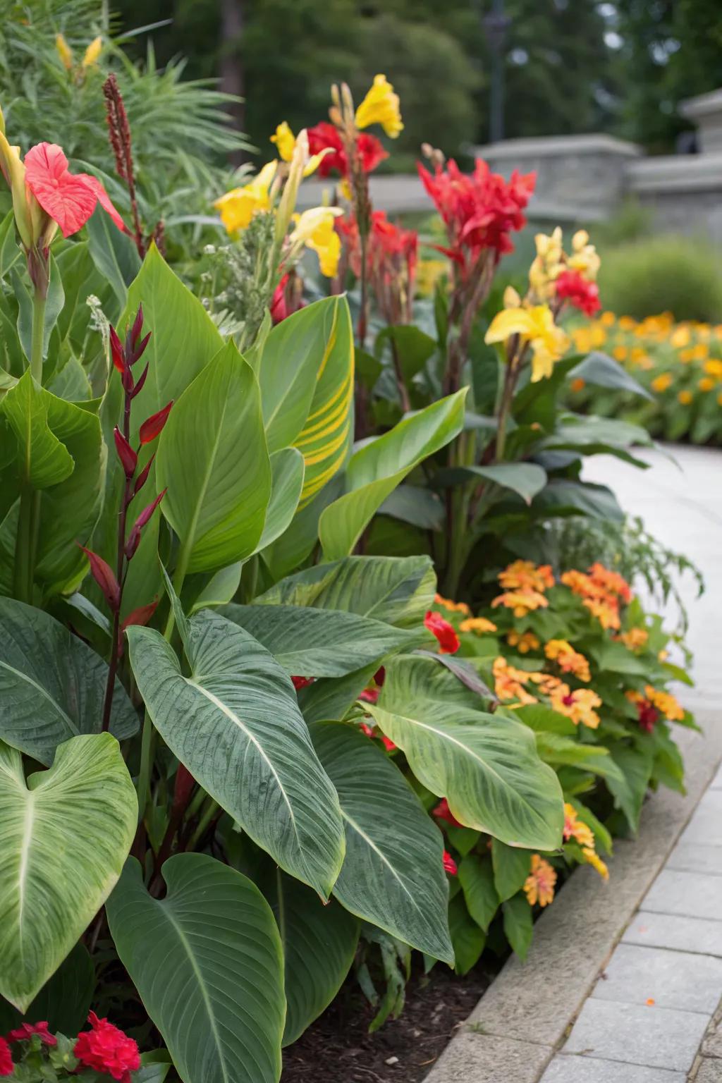 Mix canna lilies with other bold plants for a layered effect.