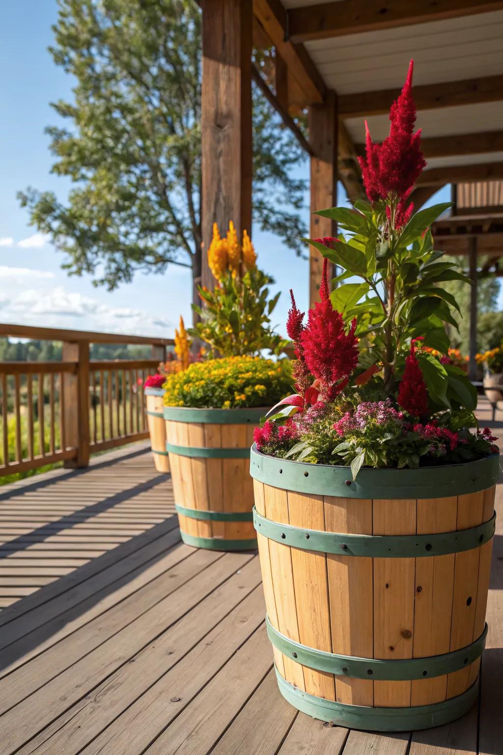 Brightly painted barrels make for eye-catching celosia containers.
