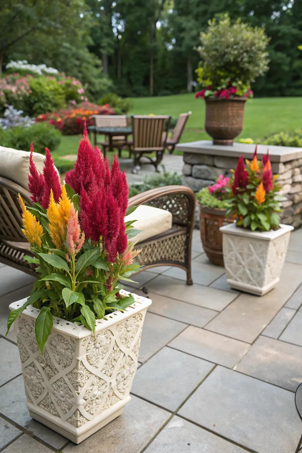 Celosia brightening up a patio with their vibrant hues.