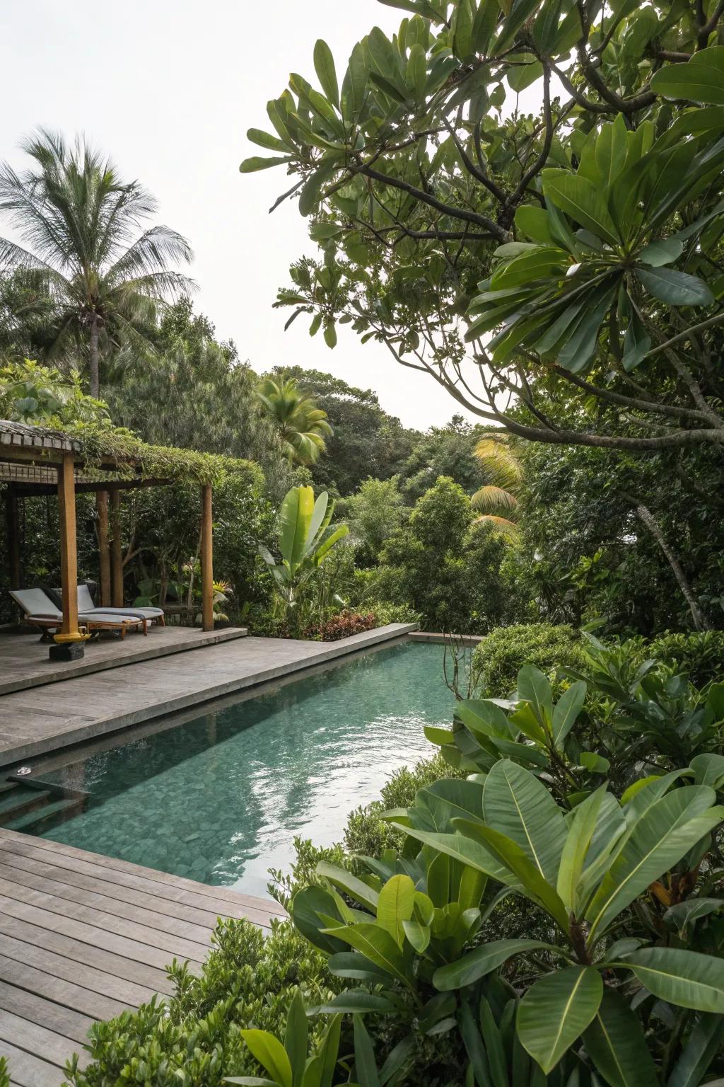 Clusia plants create a secluded, tropical poolside retreat.