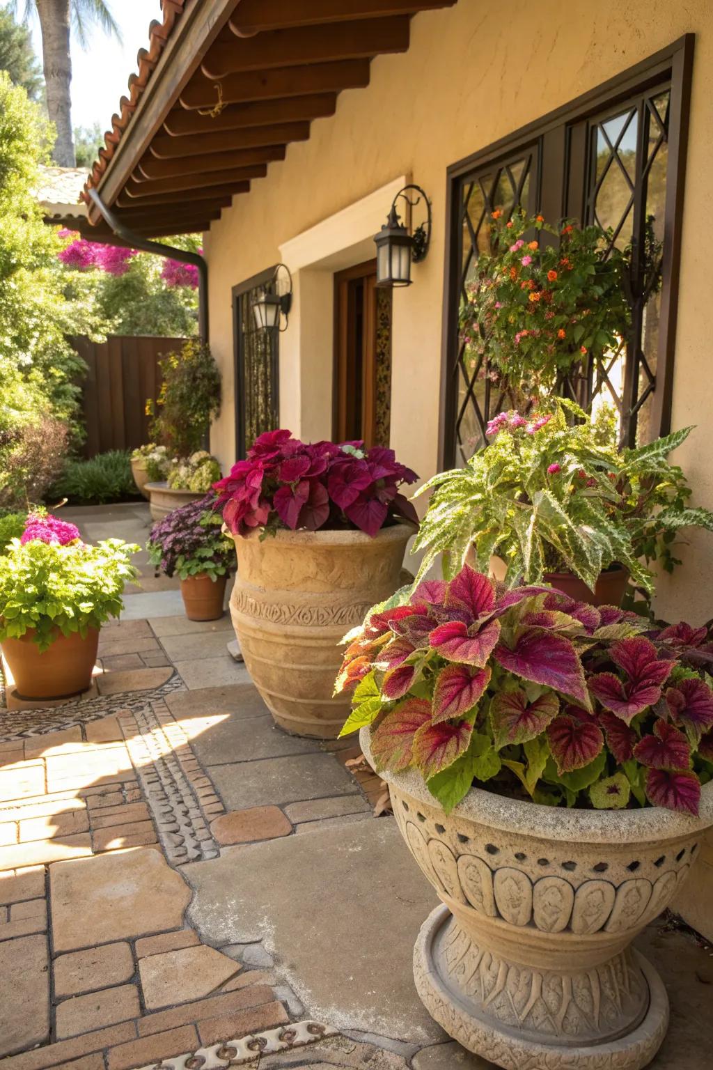 Colorful coleus in containers brighten up any patio.