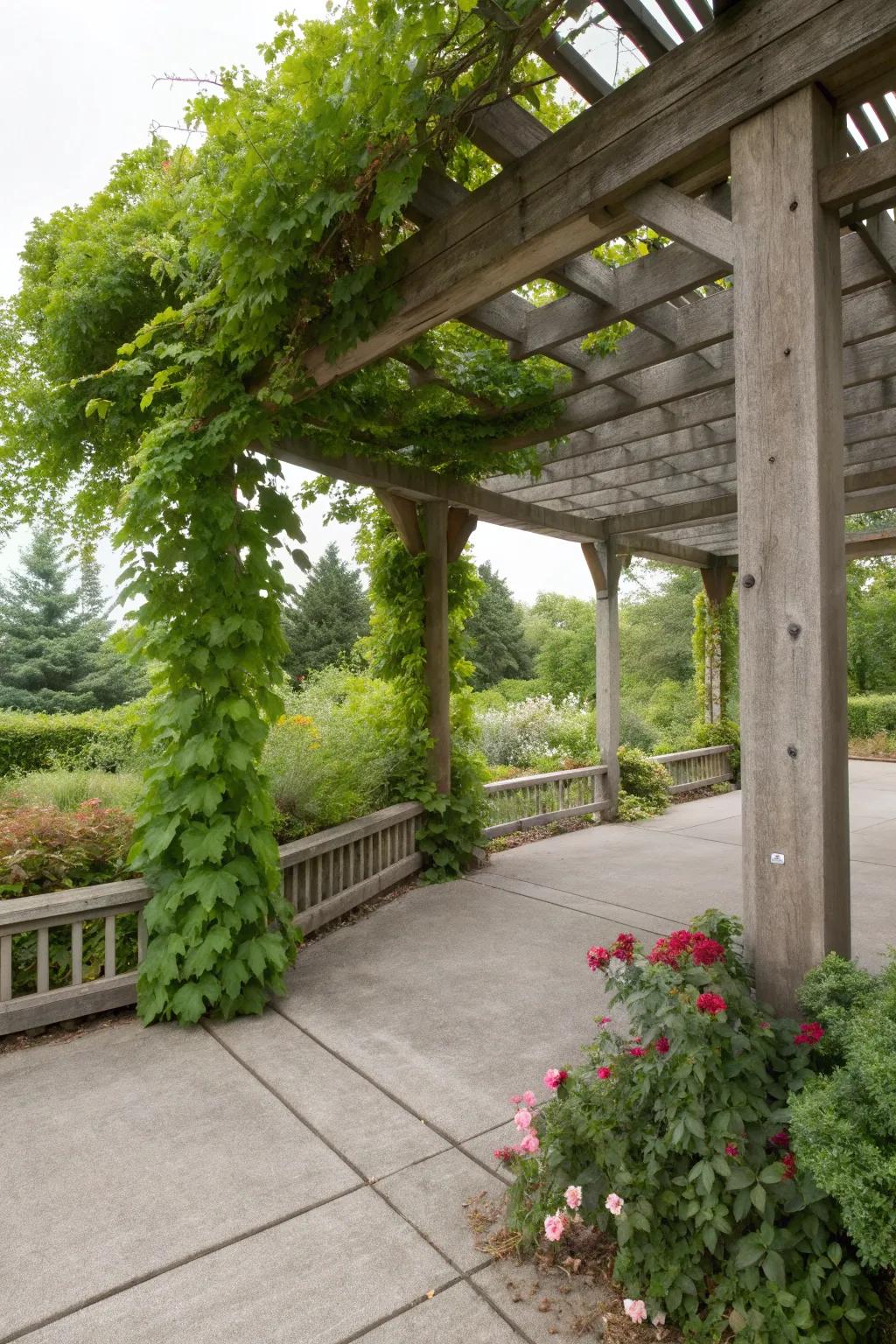 A pergola offers both beauty and shade for your deck.