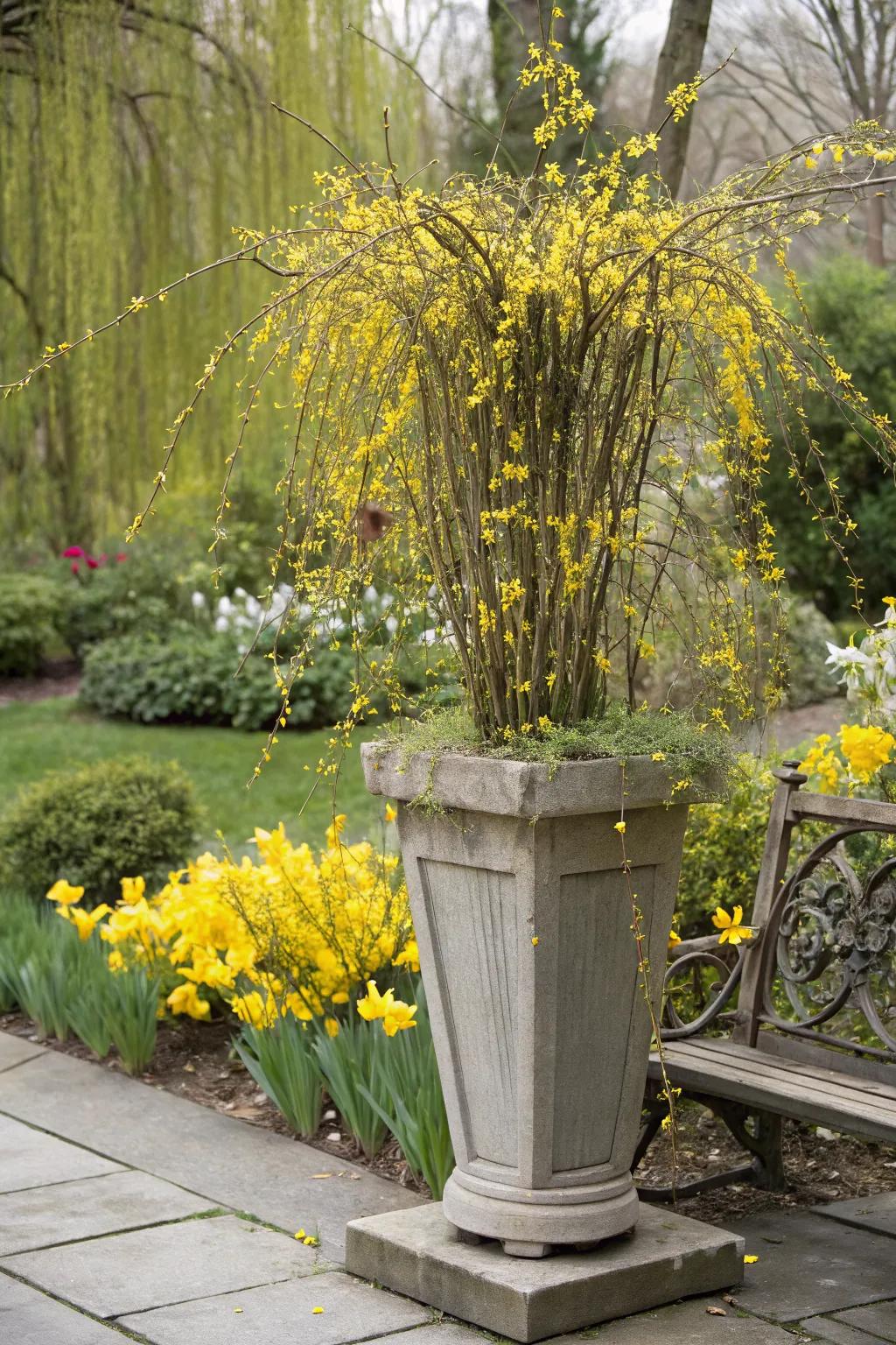 A striking fusion of willow and forsythia creating height and texture.