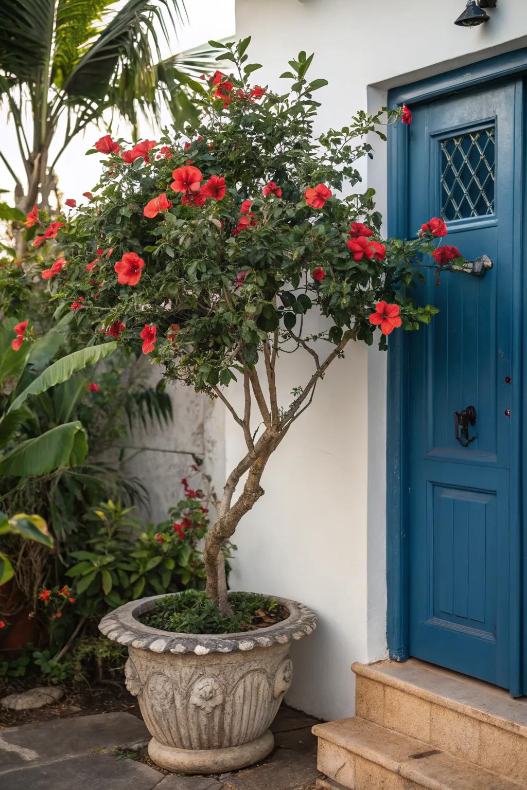 Hibiscus trees bring bold color and a tropical feel.