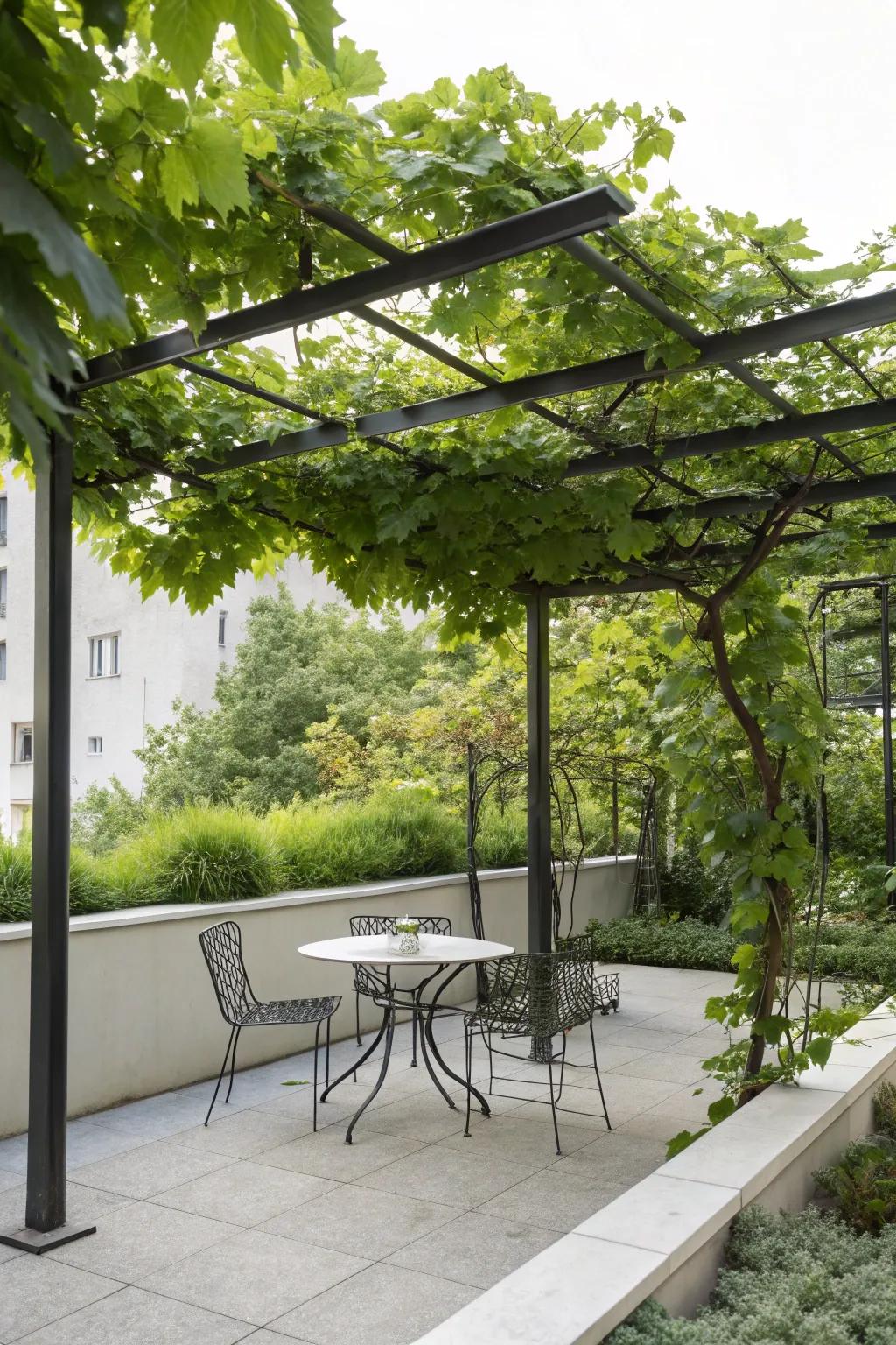 Sleek metal pergola offering a chic and modern garden retreat.