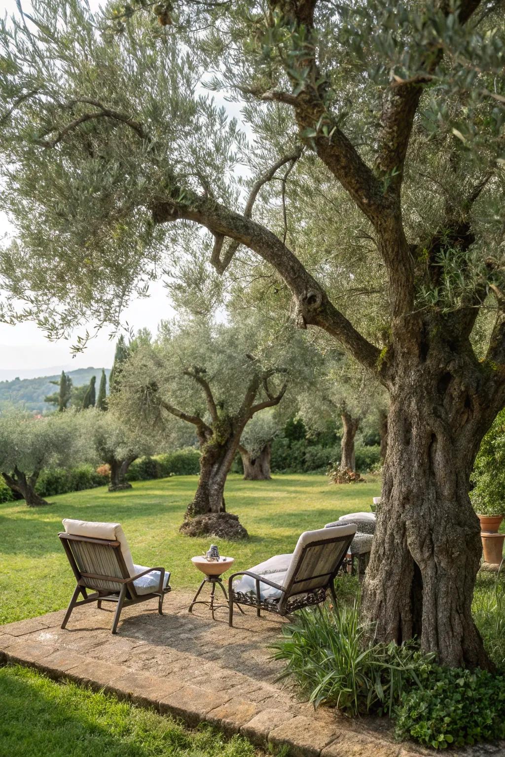 Olive trees provide shade and classic beauty in a Greek-inspired garden.