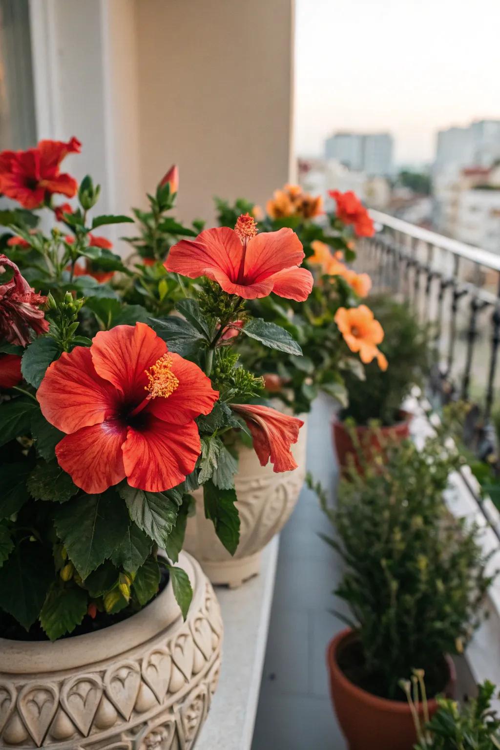 Bold red and orange hibiscus create a lively display on a balcony.