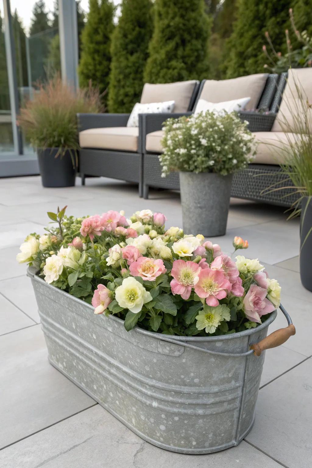 Galvanized tubs add a modern twist to hellebore displays.