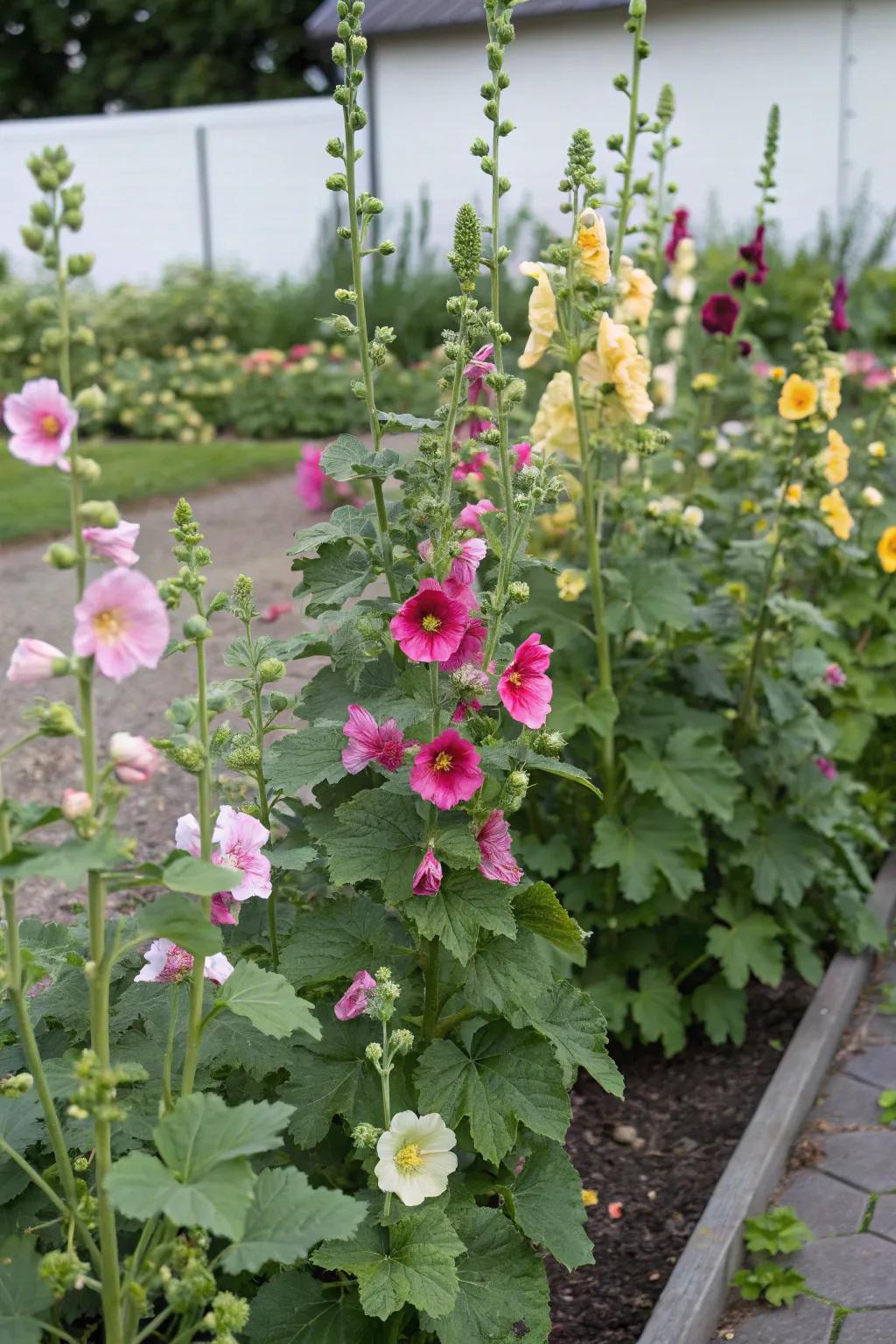 A stunning mix of hollyhock colors creates a visual feast.