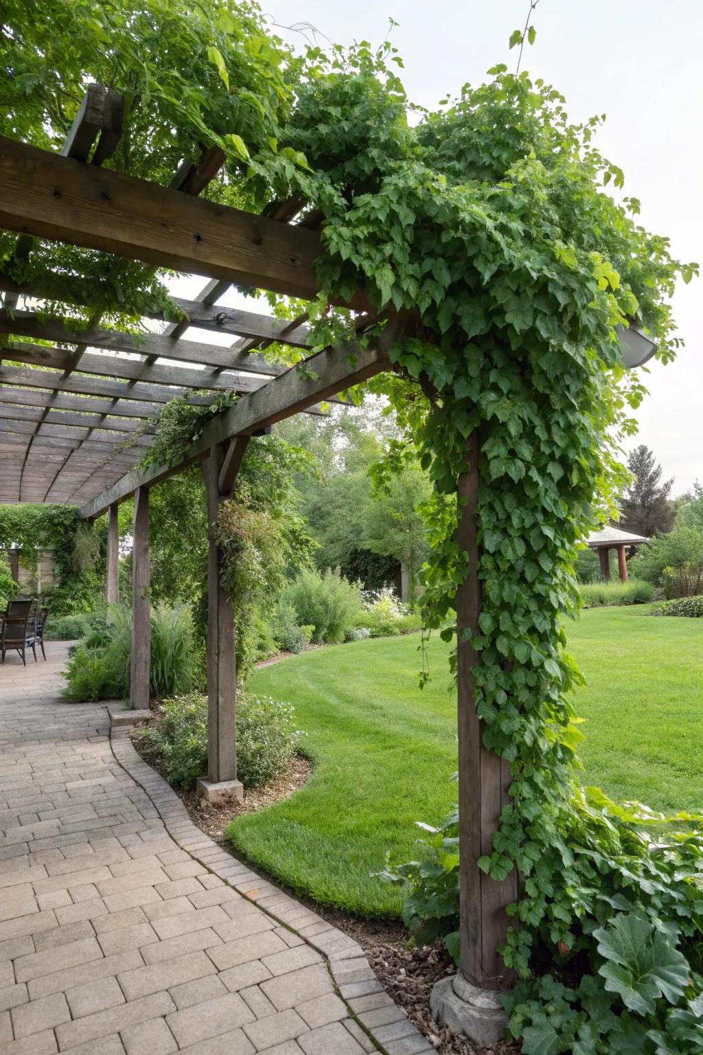 A pergola draped with vibrant vines, offering natural shade and a touch of elegance.
