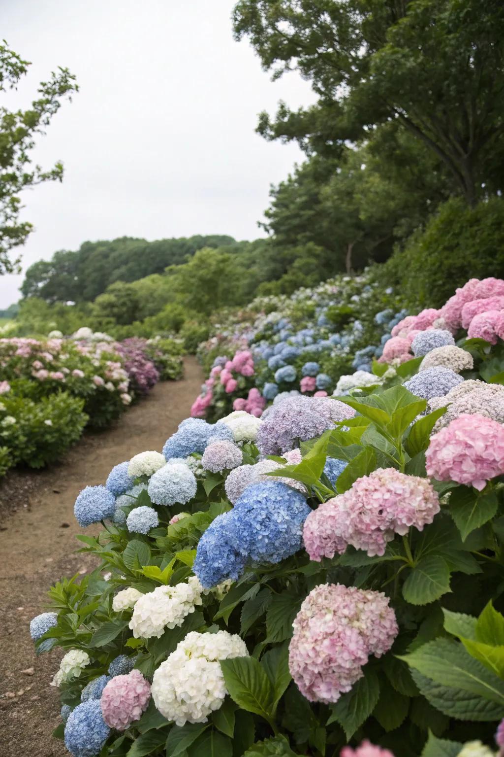 A garden bed showcasing a vibrant mix of hydrangea colors.