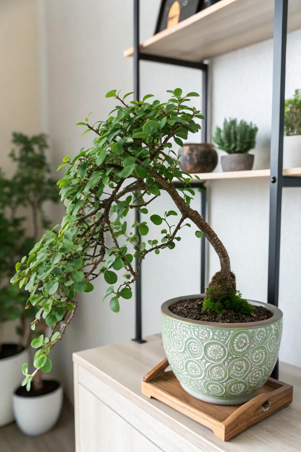 Dramatic and eye-catching cascade style jade bonsai.