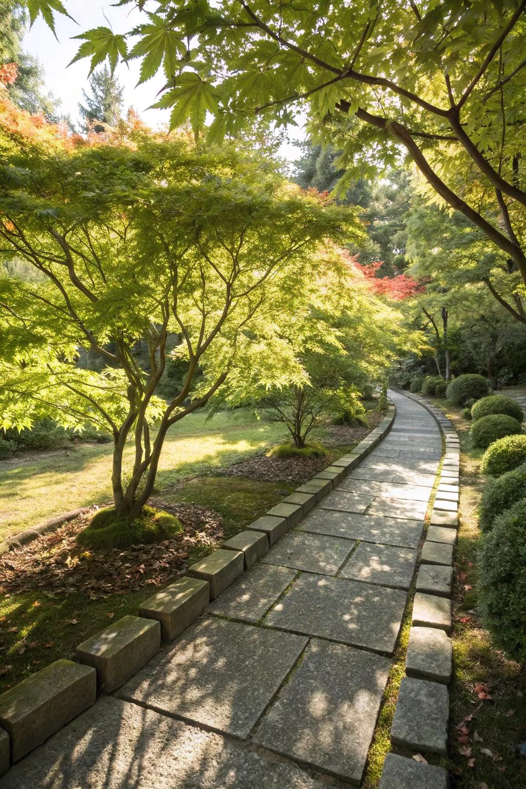 Enchant your pathways with the elegance of Japanese maples.