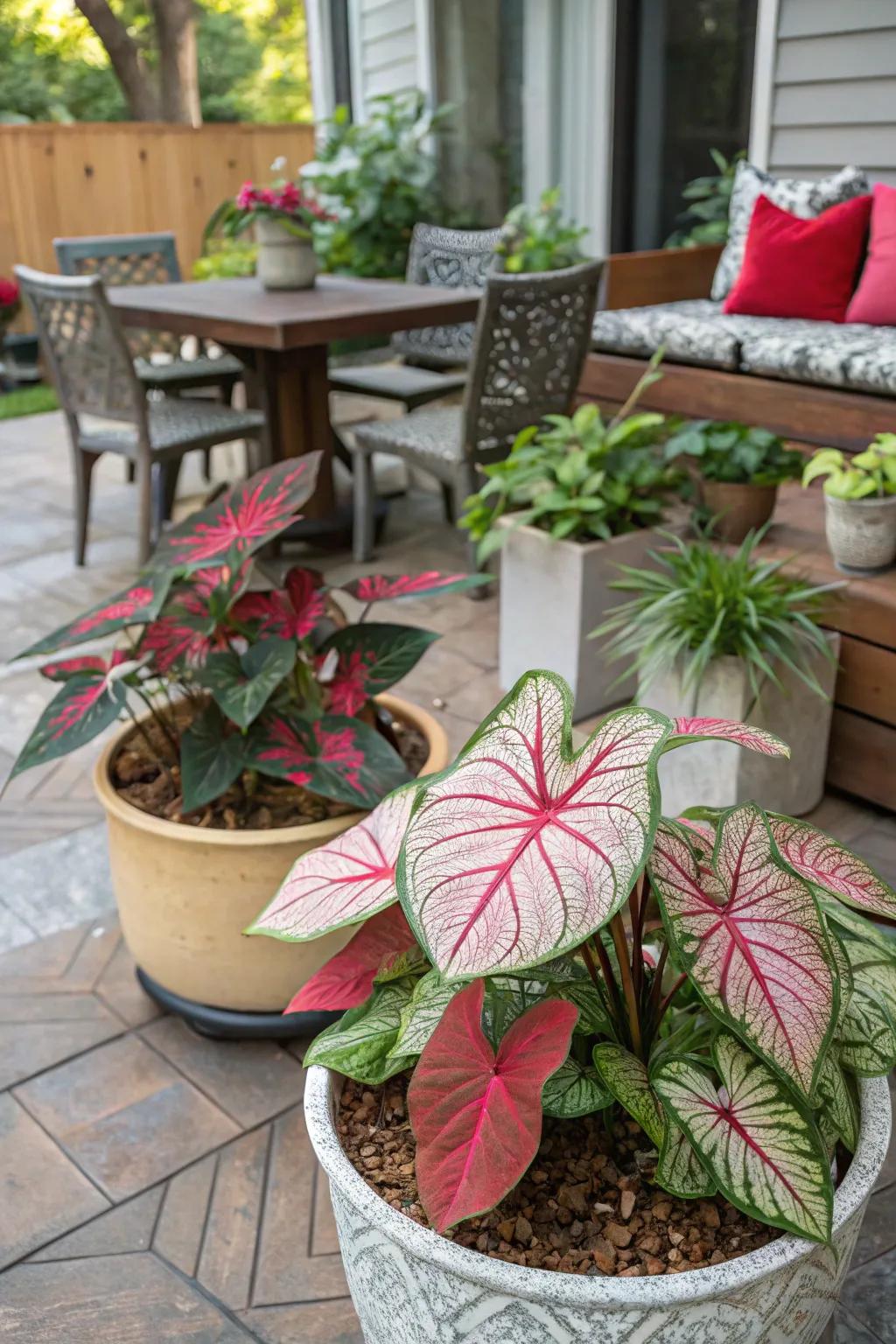 Brighten up your patio with caladium-filled containers.