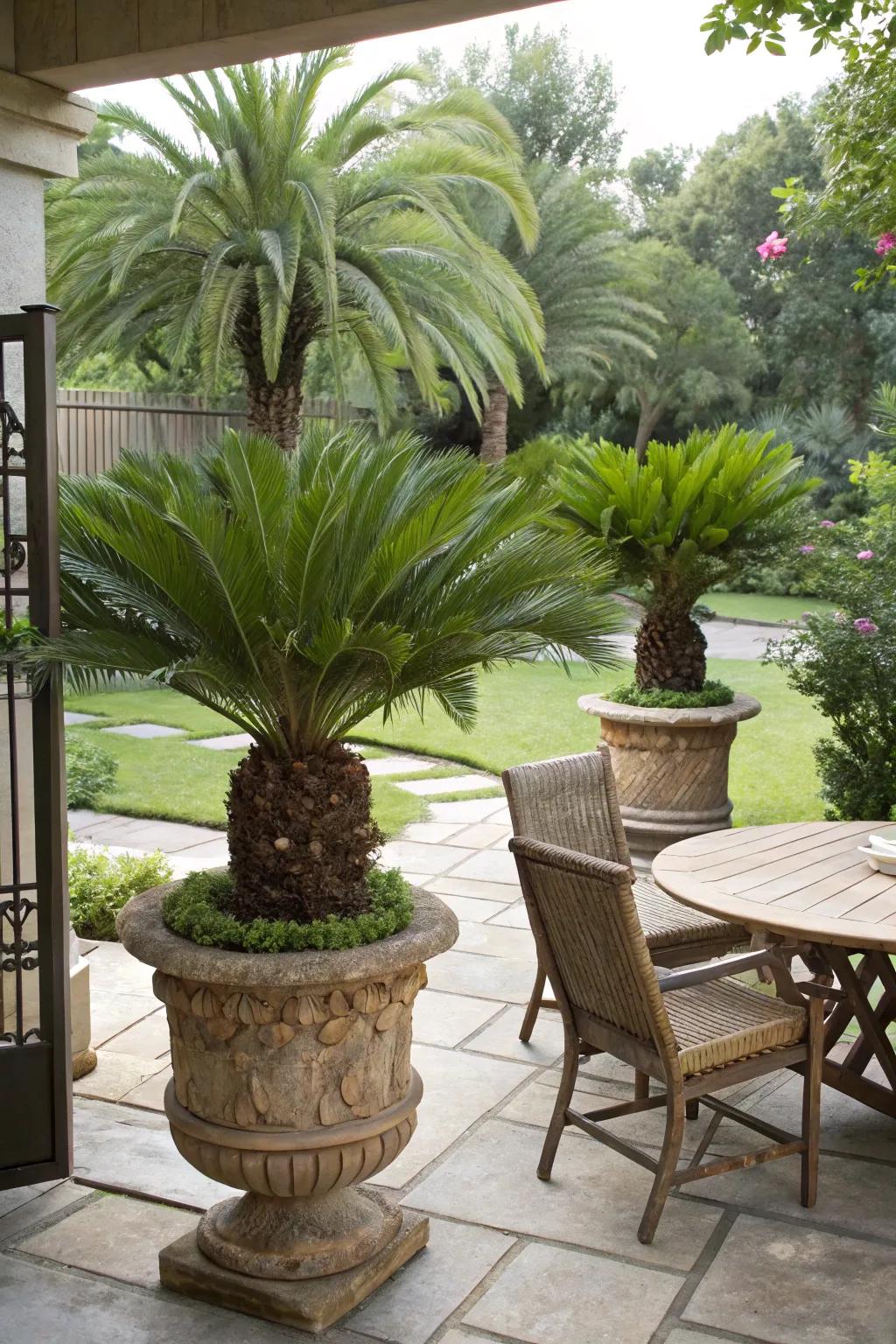 Enhance your patio with sago palms in stylish containers.