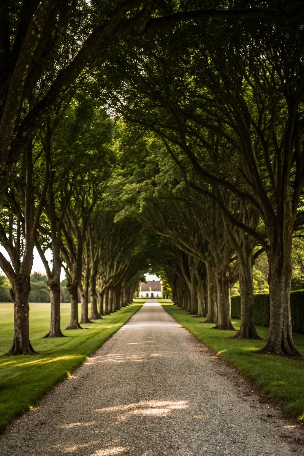 A tree-lined pathway that creates an enchanting entrance