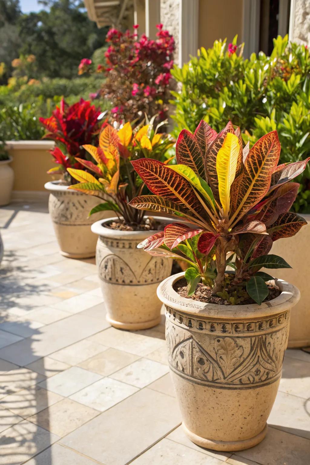 Mammy Crotons in stylish containers, adding a splash of color to the patio.