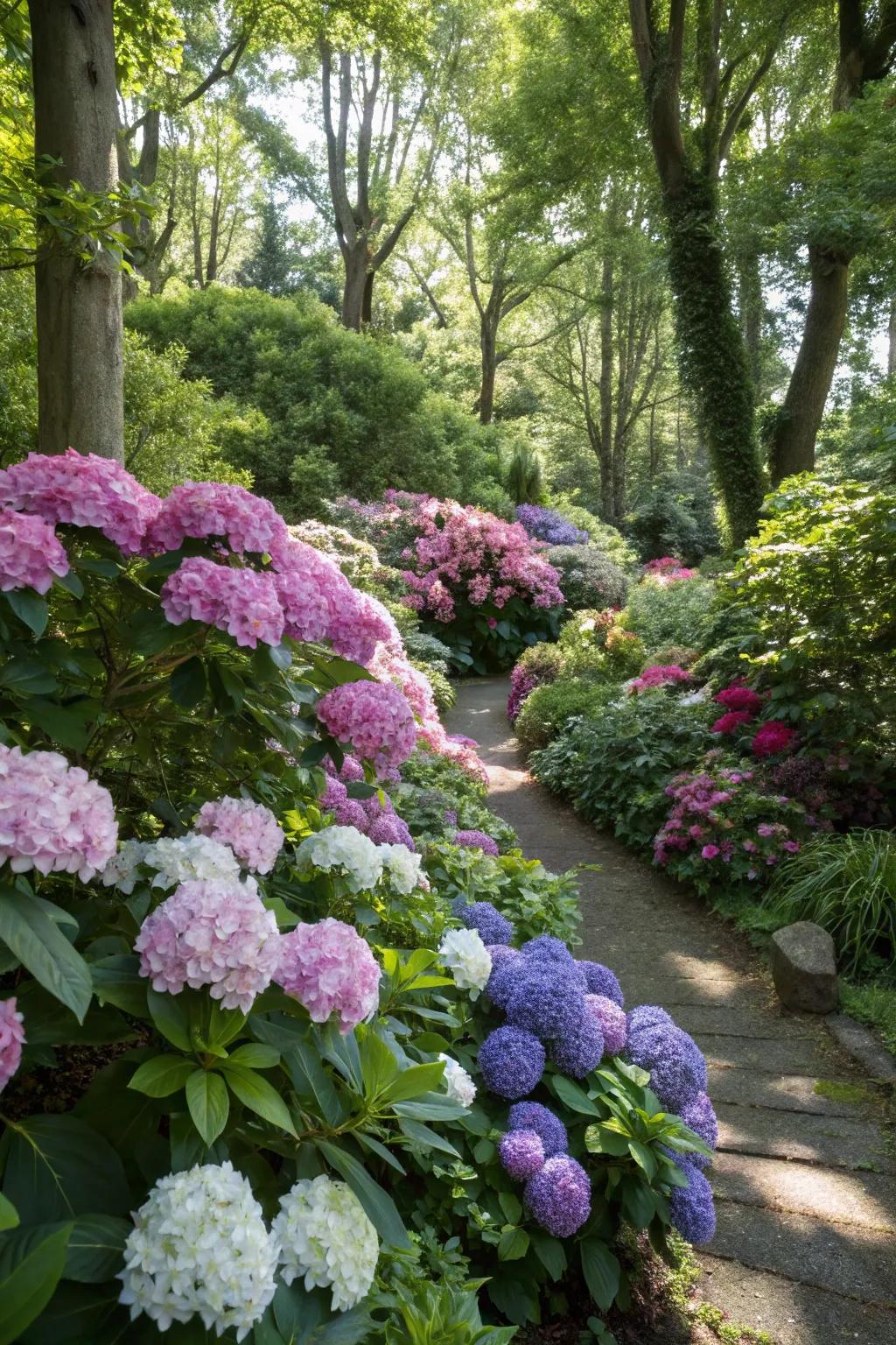Vibrant hydrangeas and rhododendrons adding color to a shaded garden.